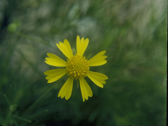 Hymenoxys odorata (Bitter rubberweed) #10436