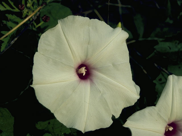 Ipomoea pandurata (Man of the earth) #10470