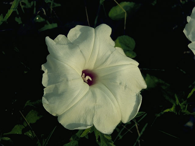 Ipomoea pandurata (Man of the earth) #10471