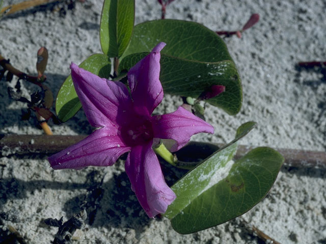 Ipomoea pes-caprae (Railroad vine) #10472