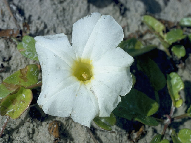 Ipomoea imperati (Beach morning-glory) #10487