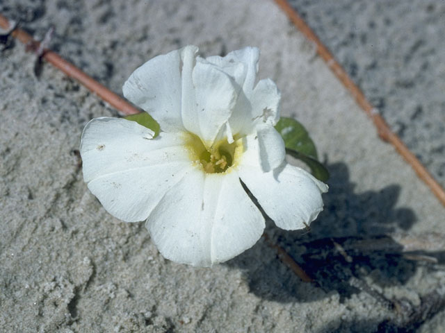 Ipomoea imperati (Beach morning-glory) #10488