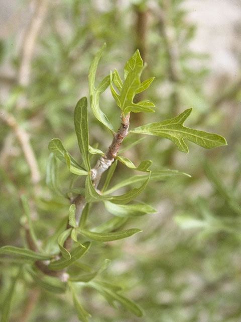 Jatropha dioica (Leatherstem) #10498