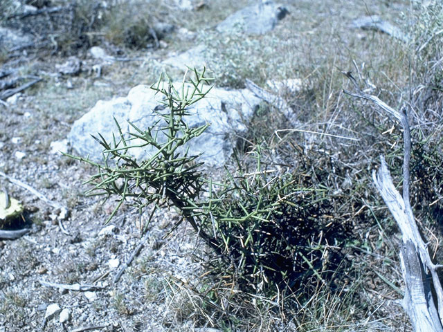 Koeberlinia spinosa (Crown of thorns) #10506