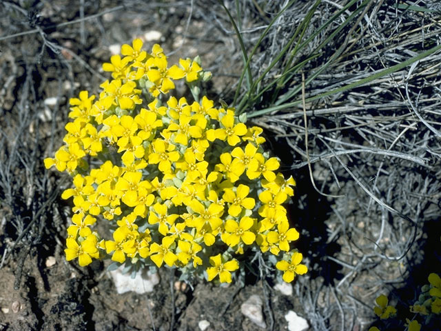 Lesquerella arizonica (Arizona bladderpod) #10534