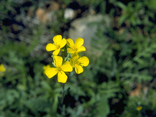 Lesquerella gracilis (Spreading bladderpod) #10535