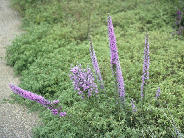 Liatris punctata var. mucronata (Texas gayfeather) #10550