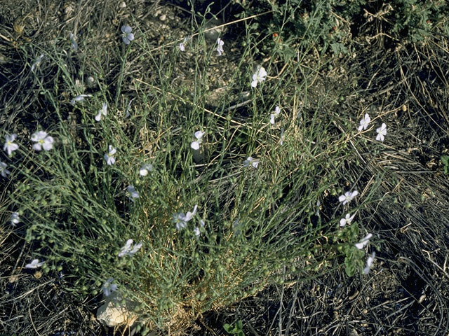 Linum lewisii (Wild blue flax) #10567