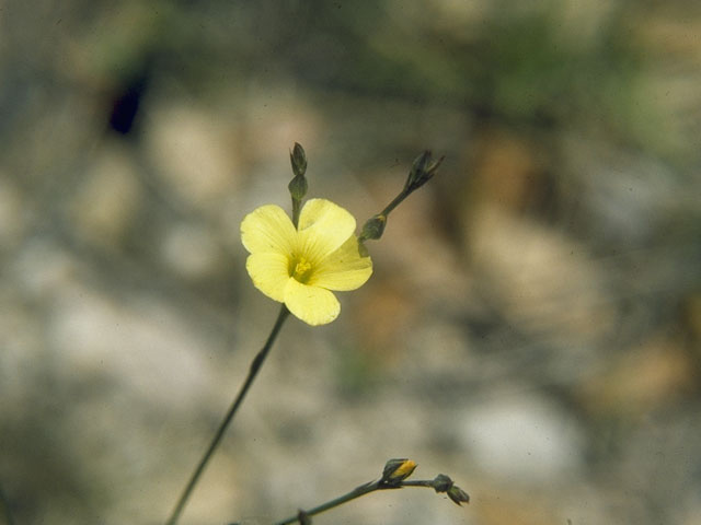 Linum rupestre (Rock flax) #10582