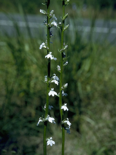 Lobelia appendiculata (Pale lobelia) #10592