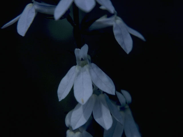 Lobelia appendiculata (Pale lobelia) #10594