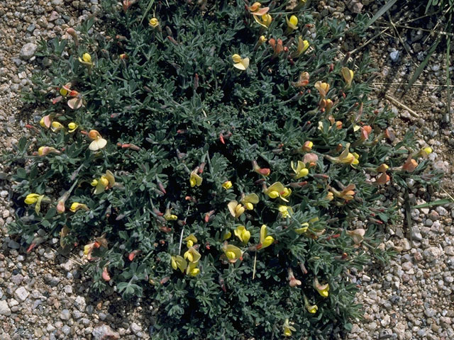 Lotus plebeius (New mexico bird's-foot trefoil) #10602