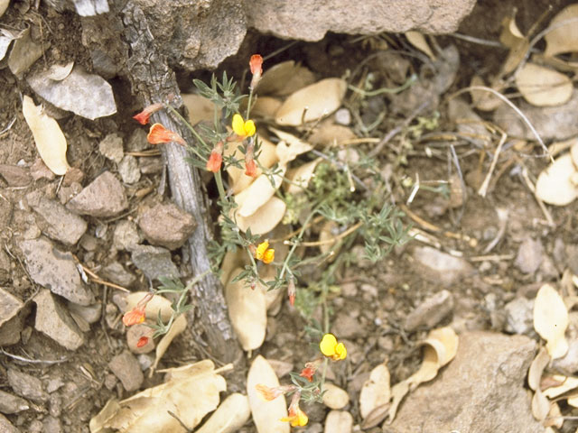 Lotus plebeius (New mexico bird's-foot trefoil) #10603