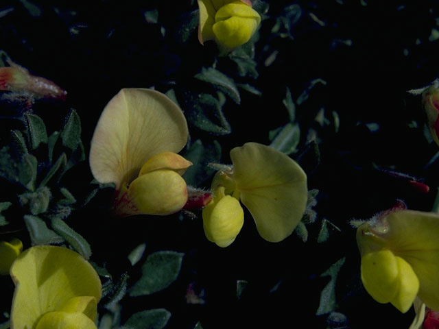 Lotus plebeius (New mexico bird's-foot trefoil) #10604