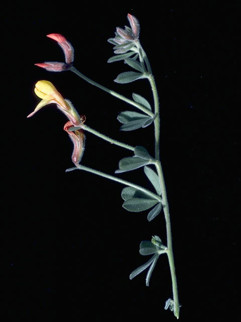 Lotus plebeius (New mexico bird's-foot trefoil) #10605