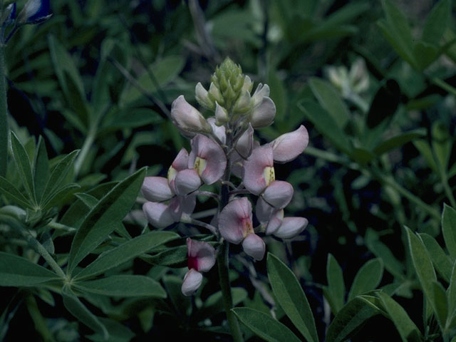 Lupinus texensis (Texas bluebonnet) #10631