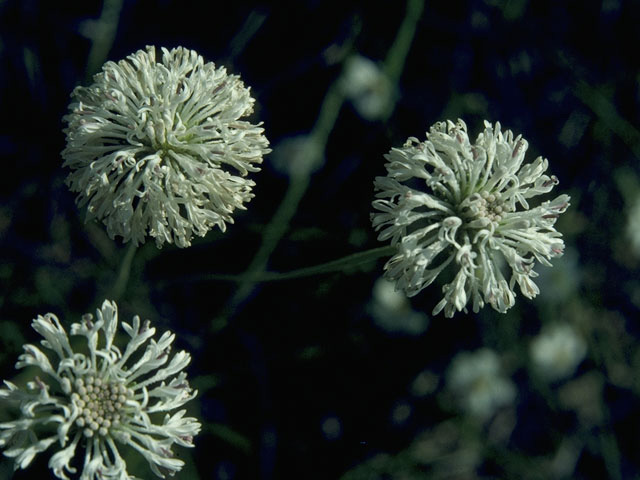 Marshallia caespitosa (Barbara's-buttons) #10659