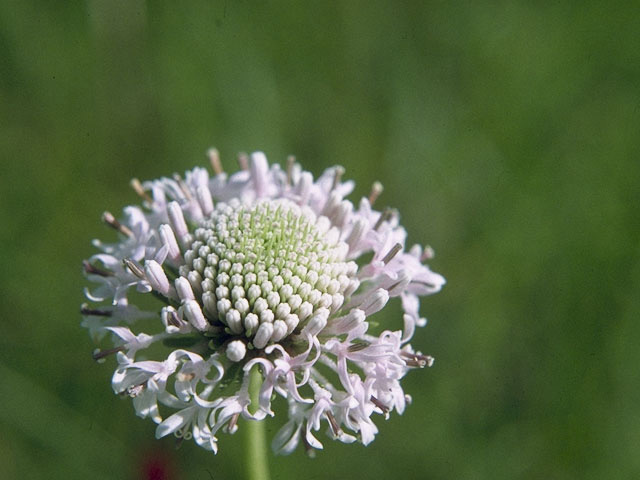 Marshallia caespitosa (Barbara's-buttons) #10660