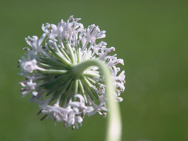 Marshallia caespitosa (Barbara's-buttons) #10662