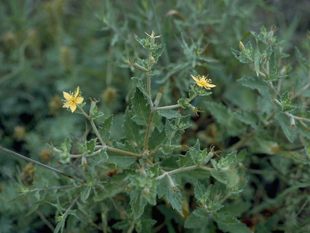 Mentzelia oligosperma (Stick-leaf) #10681