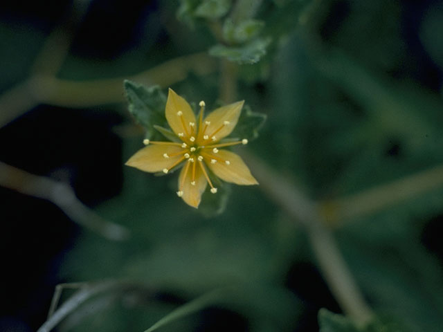 Mentzelia oligosperma (Stick-leaf) #10682