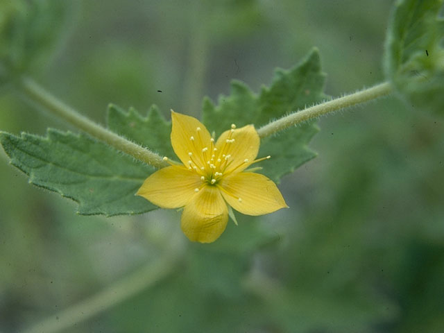 Mentzelia oligosperma (Stick-leaf) #10683