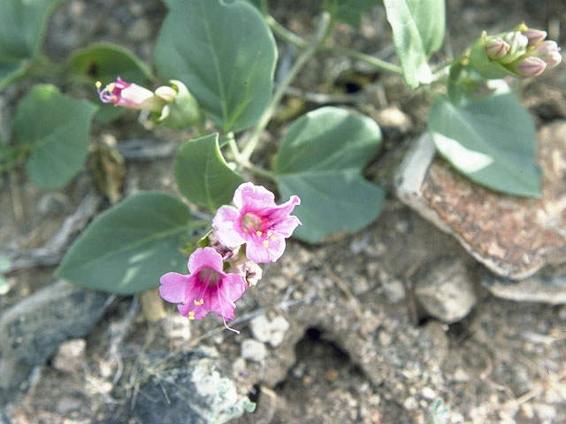 Mirabilis multiflora (Colorado four o'clock) #10692