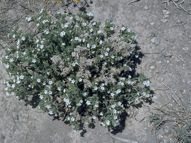 Nama hispidum (Sand bells) #10722