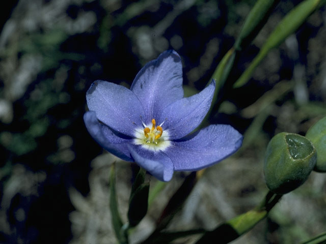 Nemastylis geminiflora (Prairie celestials) #10725