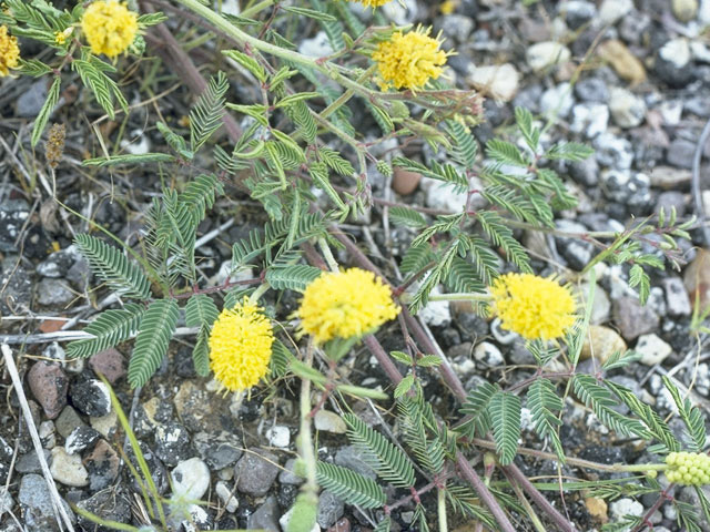 Neptunia lutea (Yellow sensitive briar) #10743