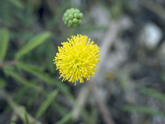 Neptunia lutea (Yellow sensitive briar) #10744