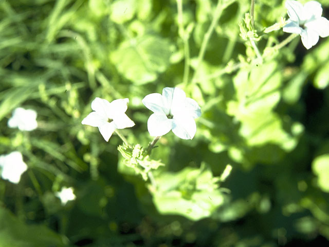 Nicotiana repanda (Fiddleleaf tobacco) #10746