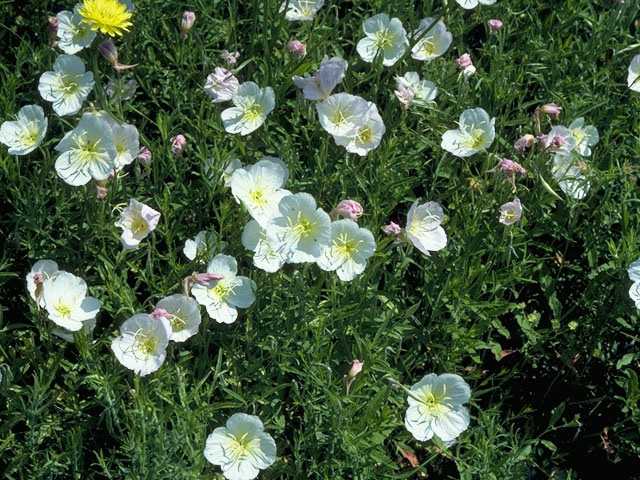 Oenothera engelmannii (Engelmann's evening-primrose) #10766