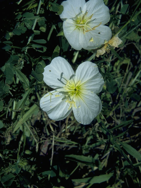 Oenothera engelmannii (Engelmann's evening-primrose) #10767