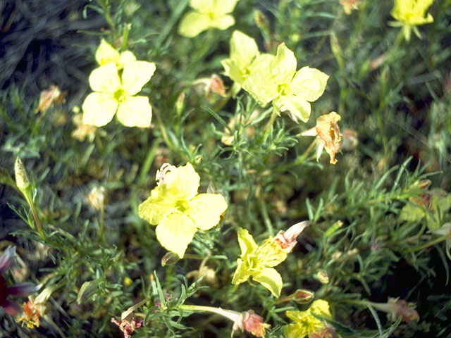 Calylophus hartwegii ssp. pubescens (Hartweg's sundrops) #10772