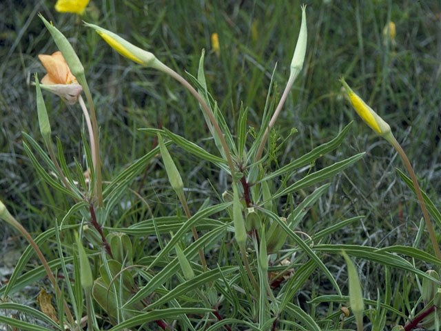 Oenothera macrocarpa ssp. macrocarpa (Bigfruit evening-primrose) #10775