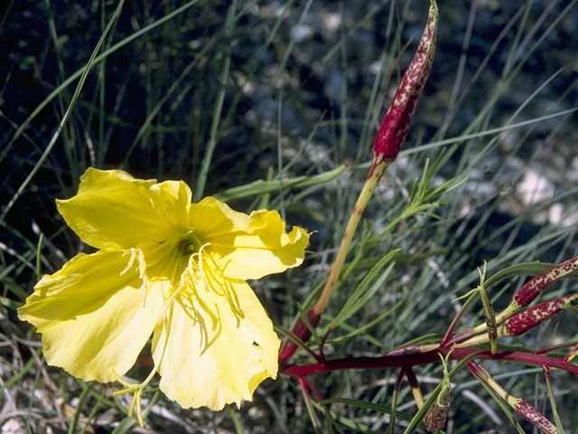 Oenothera macrocarpa ssp. macrocarpa (Bigfruit evening-primrose) #10776