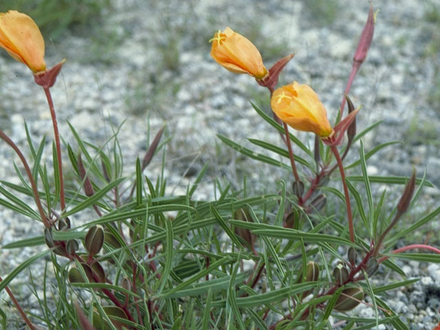 Oenothera macrocarpa ssp. macrocarpa (Bigfruit evening-primrose) #10778