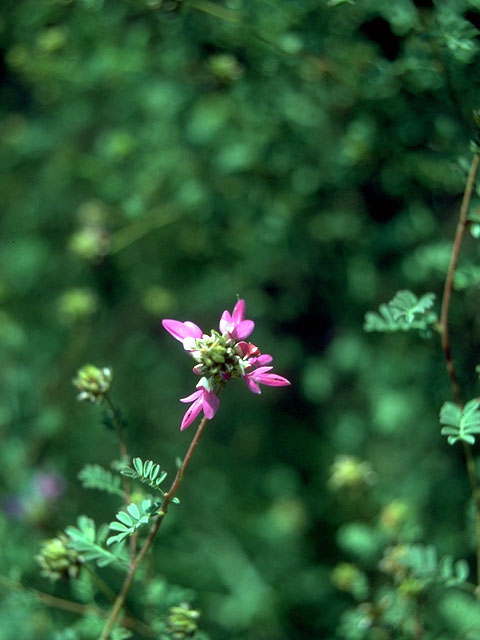 Dalea bicolor var. argyrea (Silver prairie clover) #15188