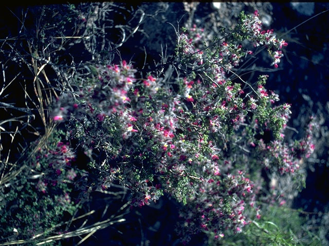 Dalea bicolor var. argyrea (Silver prairie clover) #15189