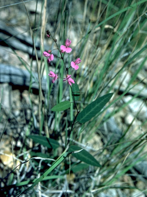 Desmodium psilophyllum (Simpleleaf ticktrefoil) #15190