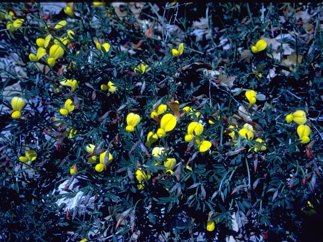 Lotus plebeius (New mexico bird's-foot trefoil) #15192