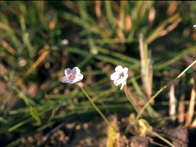 Pinguicula pumila (Small butterwort) #15209