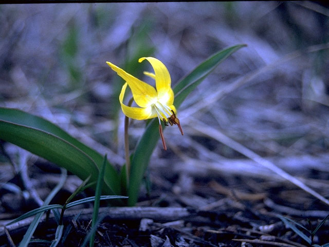 Erythronium rostratum (Yellow troutlily) #15218