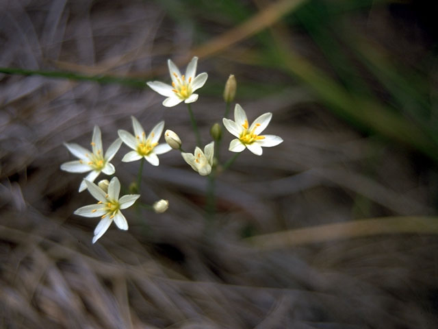 Nothoscordum bivalve (Crowpoison) #15223