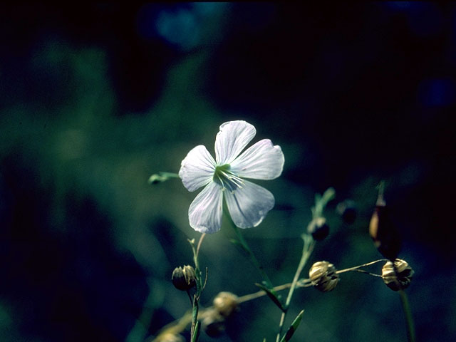 Linum lewisii (Wild blue flax) #15228