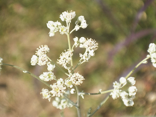 Hymenopappus artemisiifolius (Oldplainsman) #10807