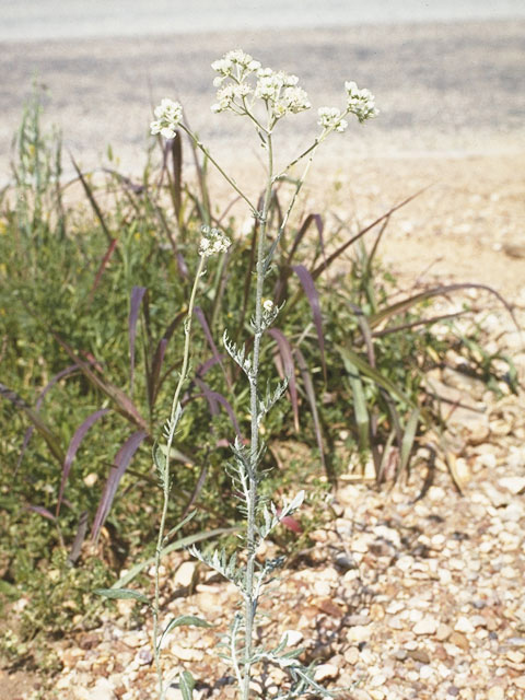 Hymenopappus artemisiifolius (Oldplainsman) #10808