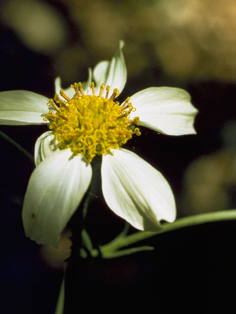 Hymenopappus biennis (Biennial woollywhite) #10810