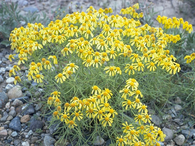 Hymenoxys richardsonii (Pingue rubberweed) #10825